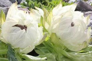 爆料雪莲的视频,视频爆料背后的惊人真相